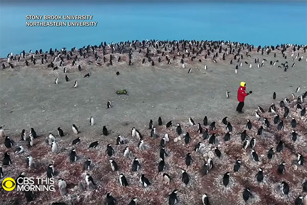 picture of researcher among lots of penguins